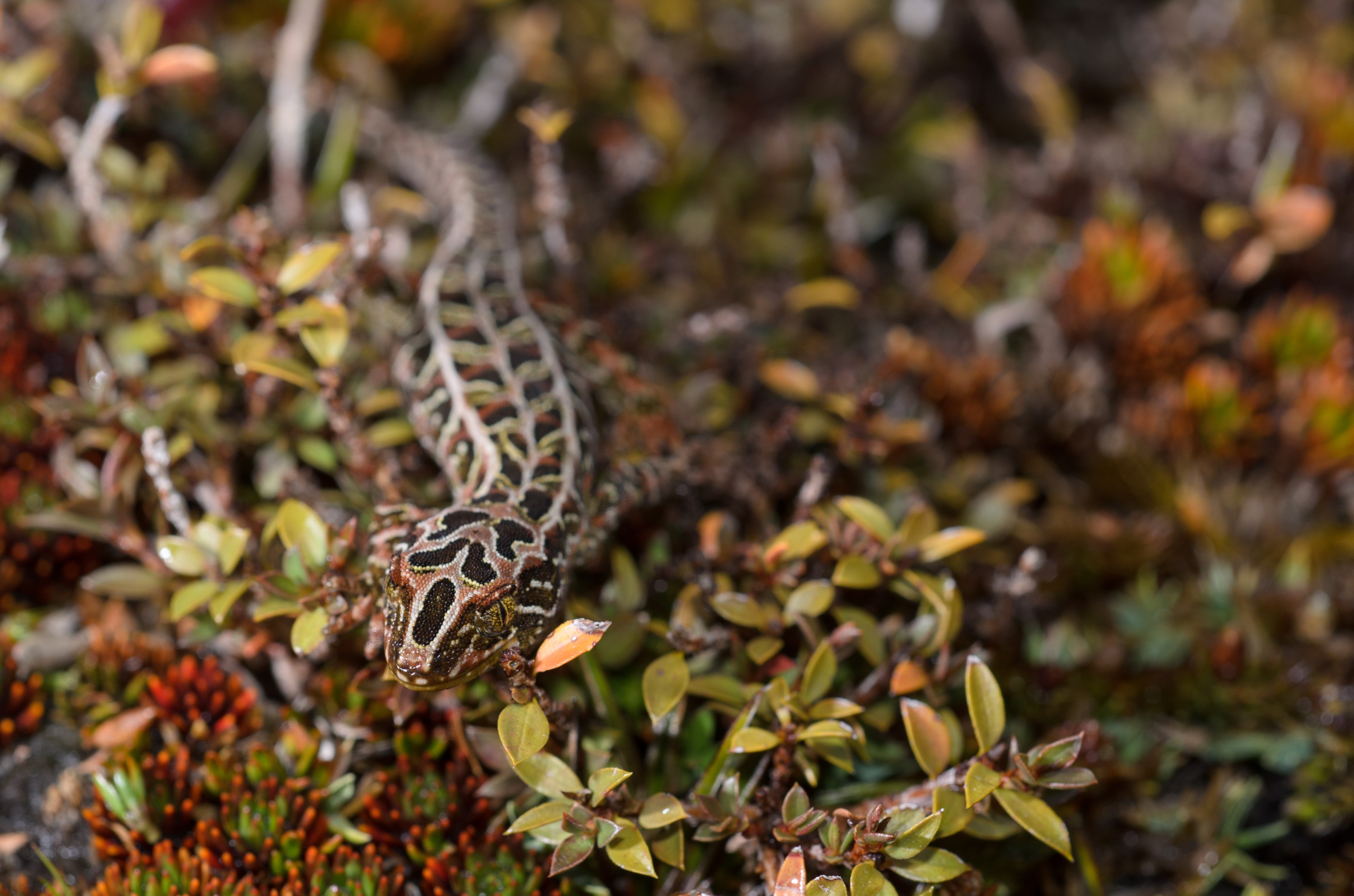 DSC_2800 – Adventure, Crispin, Hoplodactylus, Island, March 2017, National Park, New, New Zealand, Rakiura, South, Stewart, Tukutuku rakiurae, Zealand, amazing, gecko, harlequin gecko, rare, stunning